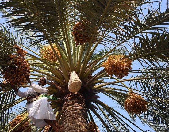 يوم النخيل العربي